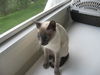 TANDA - BEAUTIFUL PURE BRED SIAMESE
