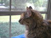 EMILY - GORGEOUS MAINE COON