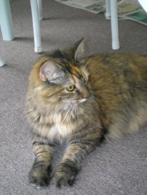 EMILY - GORGEOUS MAINE COON