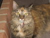 EMILY - GORGEOUS MAINE COON