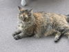 EMILY - GORGEOUS MAINE COON