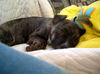 Lexi Baby