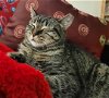 BEANS! - Loving & Devoted Cat
