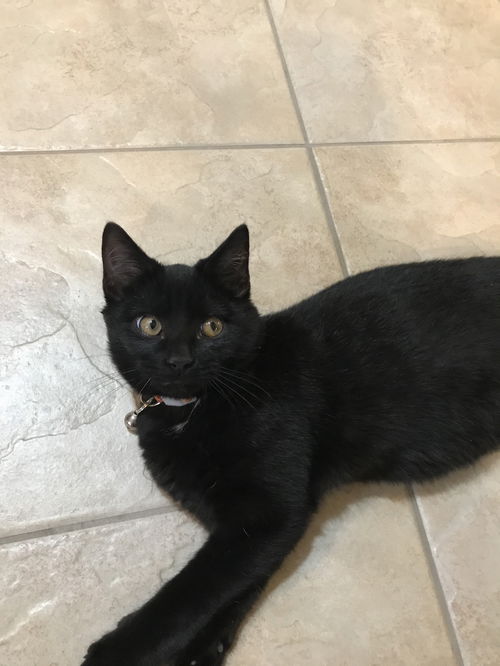 HARRY the extroverted KITTEN
