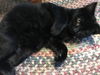 HARRY the extroverted KITTEN