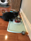 HARRY the extroverted KITTEN