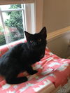 HARRY the extroverted KITTEN