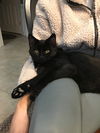 HARRY the extroverted KITTEN