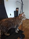 adoptable Cat in harrisburg, PA named Shay - Fun loving adult