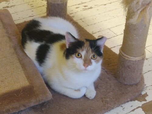 Katie-Gentle, playful, lap cat