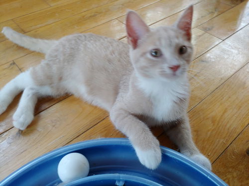 Ginger