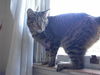 June Bug - Delightful and Declawed!