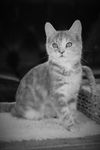 Haven (Kitten)