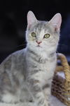 Haven (Kitten)