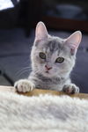 Haven (Kitten)