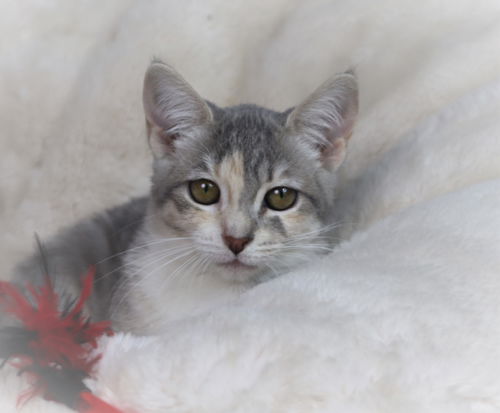 Hazel (Kitten)