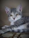 Hazel (Kitten)