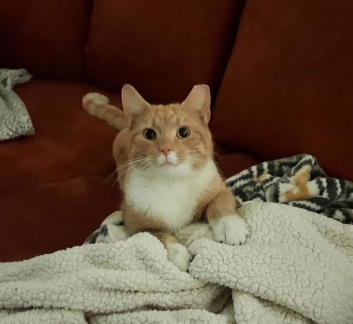 Randy-Very Affectionate