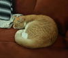 Randy-Very Affectionate