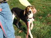 Carla (dog)