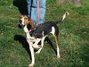 Carla (dog)