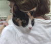 Lily - Sweet, calico lap snuggler