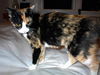 Lily - Sweet, calico lap snuggler