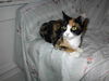 Lily - Sweet, calico lap snuggler