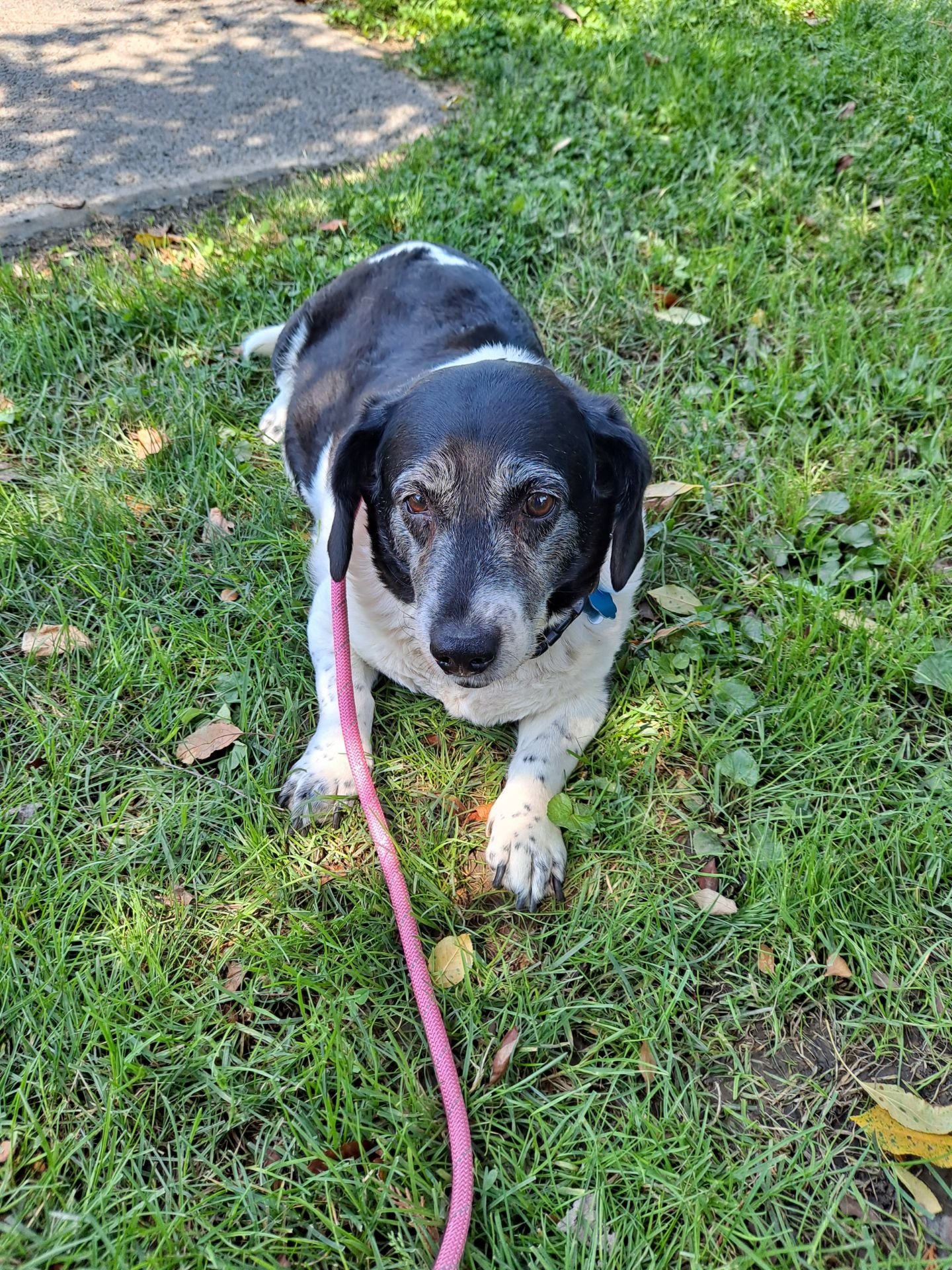 adoptable Dog in Harrisburg, PA named Irene