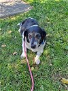 adoptable Dog in harrisburg, PA named Irene