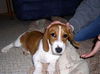 Maggie