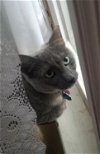 adoptable Cat in harrisburg, PA named Rosebud - Courtesy Post
