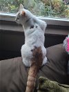 adoptable Cat in harrisburg, PA named Neptune - Courtesy Post