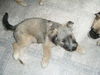 Wallace