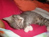 EMMA, Greets everyone with a purr and a meow!