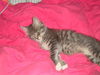 EMMA, Greets everyone with a purr and a meow!