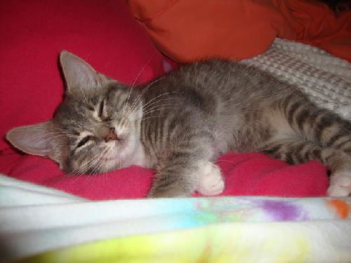 EMMA, Greets everyone with a purr and a meow!
