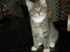 EMMA, Greets everyone with a purr and a meow!