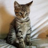 Carlos - Playful kitten