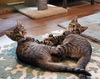 Carlos - Playful kitten