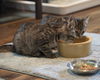 Carlos - Playful kitten