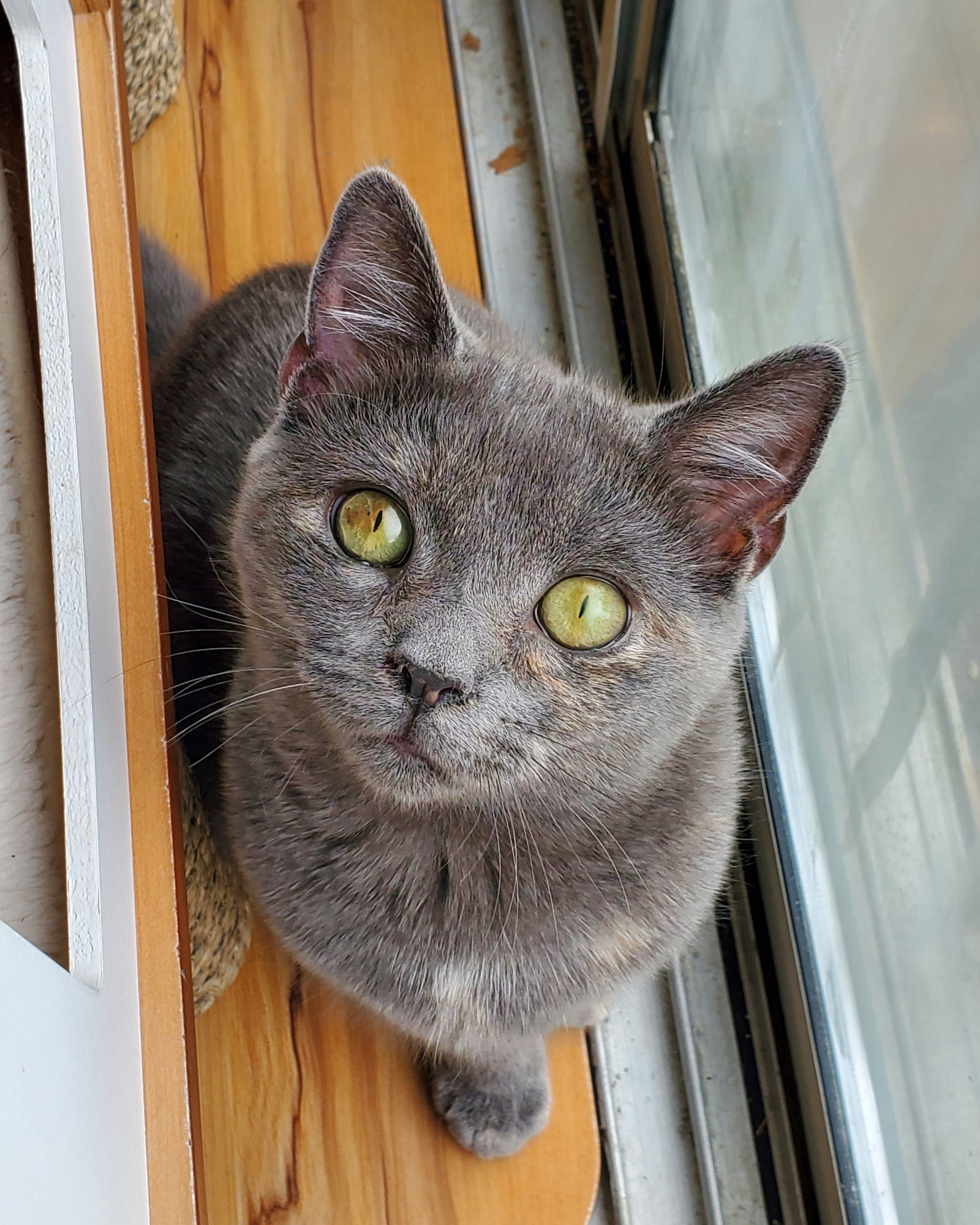 adoptable Cat in Harrisburg, PA named Patches