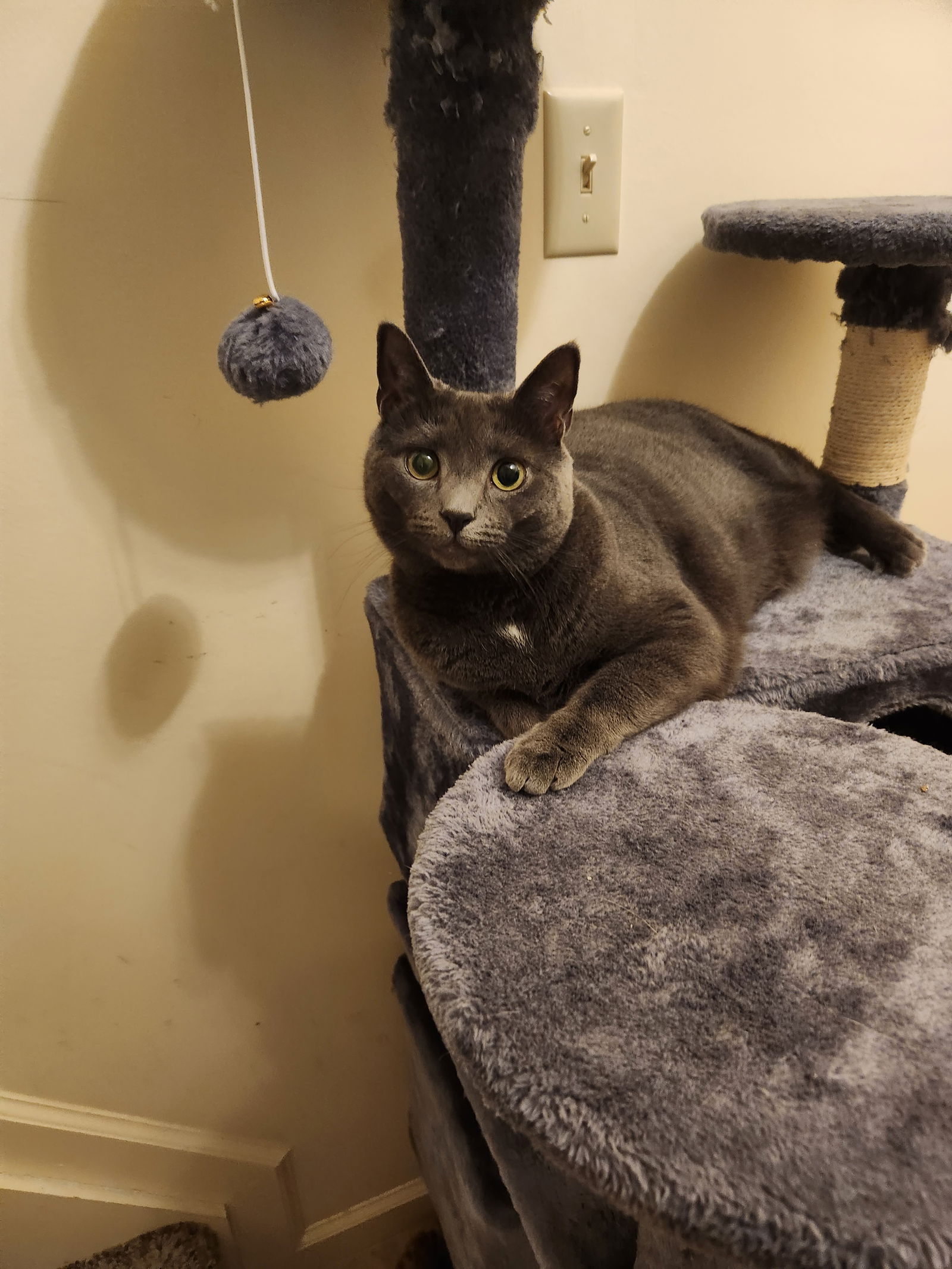 adoptable Cat in Harrisburg, PA named Zoe