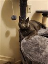 adoptable Cat in harrisburg, PA named Zoe