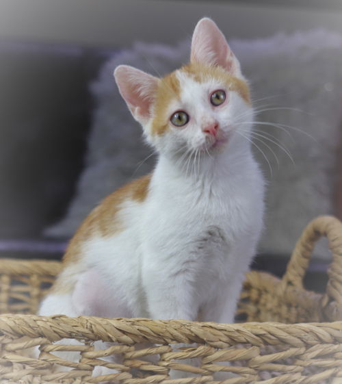 Carlton (Kitten-Loves Dogs)