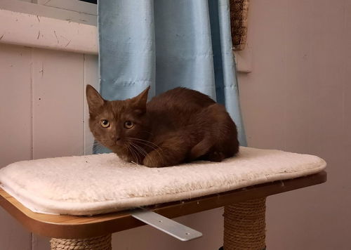 Harper-Rare Brown Kitten