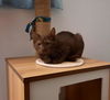 Harper-Rare Brown Kitten