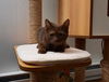 Harper-Rare Brown Kitten