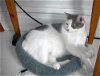 Chloe - Easygoing companion cat!