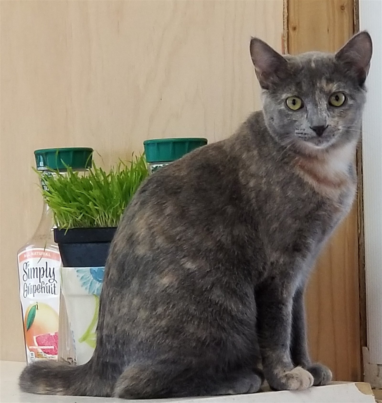 adoptable Cat in Harrisburg, PA named Dash
